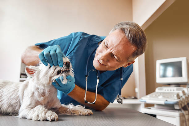 Best Emergency Dental Care for Broken or Chipped Teeth in Driggs, ID
